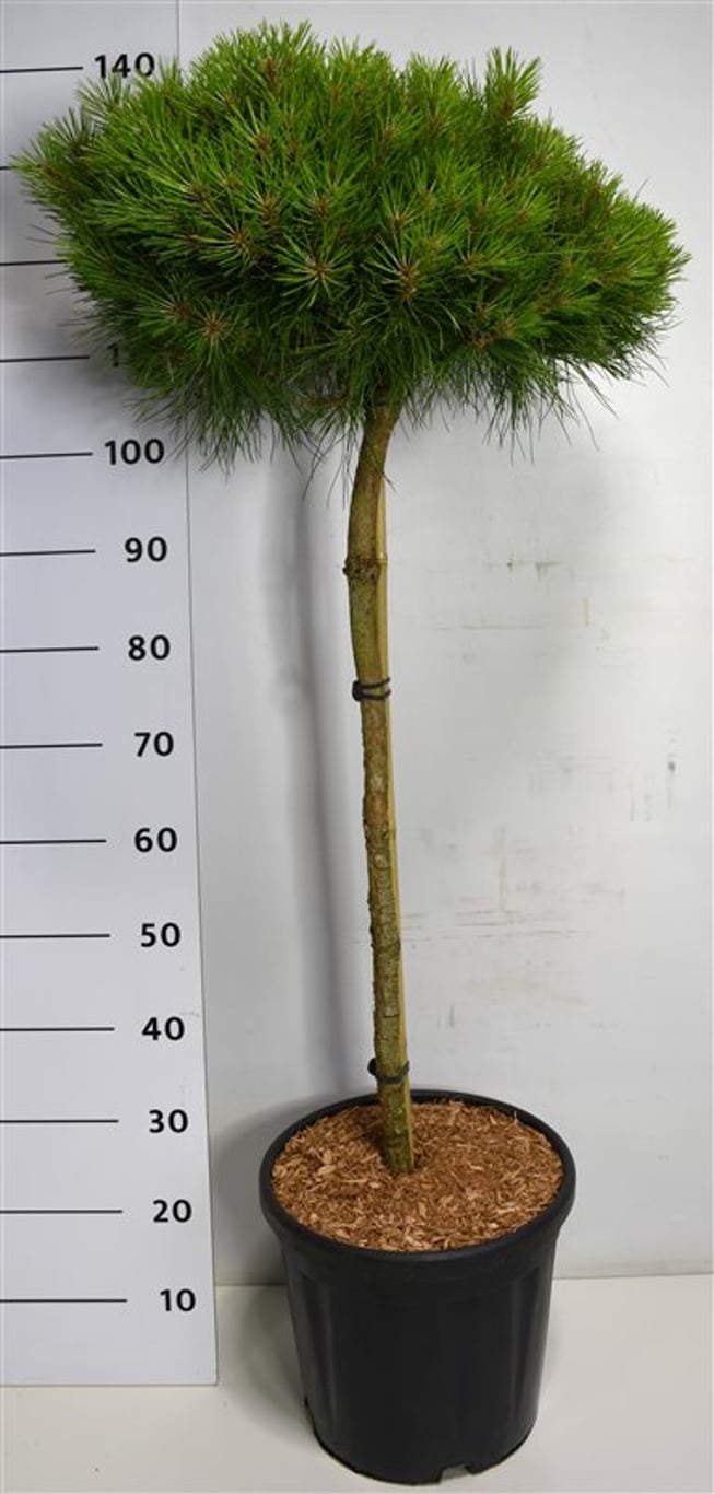 Svarttall – Pinus nigra 'Marie Bregeon' - C35 80 cm. Stam
